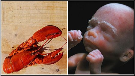 When people care more about the pain inflicted on a lobster than the unborn