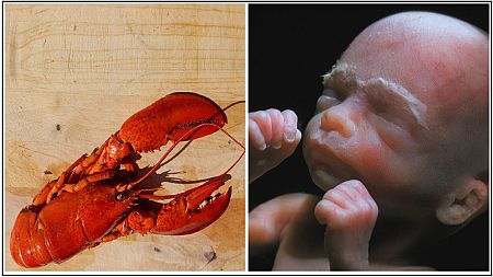 When people care more about the pain inflicted on a lobster than the unborn  - News